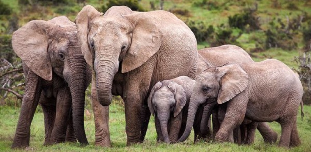 Babile  Elephant Sanctuary                                                                        